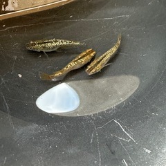 メダカ 琥珀ラメ 1ペア＋メスの画像