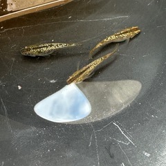 メダカ 琥珀ラメ 1ペア＋メスの画像