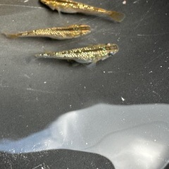 メダカ 琥珀ラメ 1ペア＋メスの画像