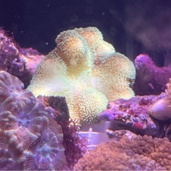 沖縄県産ソフトコーラルの画像