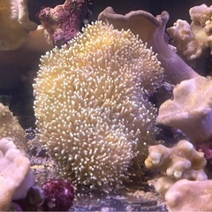 沖縄県産ソフトコーラルの画像