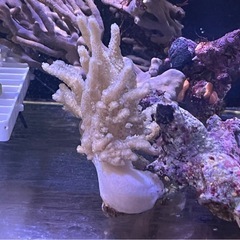 沖縄県産ソフトコーラルの画像