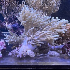 沖縄県産ソフトコーラルの画像