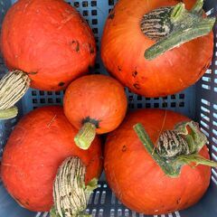 ④おまけ付き　アケボノ　令和7年産　玄米30Kg　農家直送　生活応援　家計にやさしいの画像