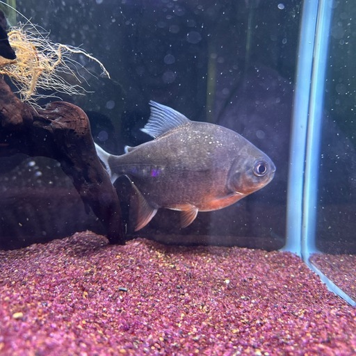 熱帯魚、コロソマ、レッドフィン