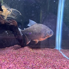 熱帯魚、コロソマ、レッドフィンの画像