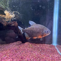 熱帯魚、コロソマ、レッドフィンの画像