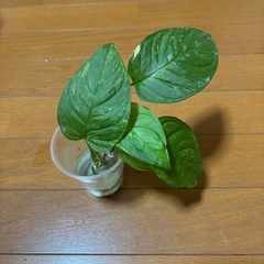 モンステラ　オブクリア　ムユナトワ　カット苗　お写真全ての画像