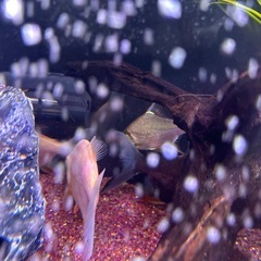 熱帯魚、コロソマ、レッドフィンの画像