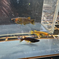 メダカ 心龍🐉道 1ペア＋メスの画像