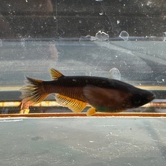 メダカ 心龍🐉道 1ペア＋メスの画像