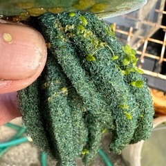 メダカ 心龍🐉道 1ペア＋メスの画像