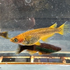 メダカ 心龍🐉道 1ペア＋メスの画像