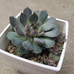 多肉植物　22　ピンクステラ　鉢ごとの画像