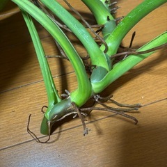 フィロデンドロン　ジョセボーノ　大株　カット苗の画像