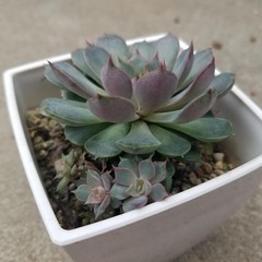 多肉植物　22　ピンクステラ　鉢ごとの画像