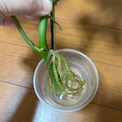 希少　ラフィドフォラテトラスペルマ　タイコンステレーション　カット苗の画像