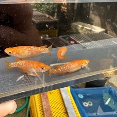 メダカ 紅帝ラメ 2ペア＋メスの画像
