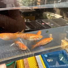 メダカ 紅帝ラメ 2ペア＋メスの画像