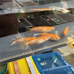 メダカ 紅帝ラメ 2ペア＋メスの画像