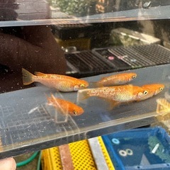 メダカ 紅帝ラメ 2ペア＋メスの画像
