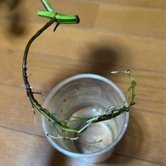 ポトス　マンジュラ　カット苗の画像