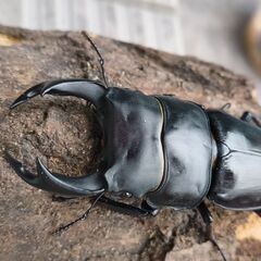 25年7月羽化　オオクワガタペア　三重県鈴鹿産F2 ♂75mm前後　♀45mm前後の画像