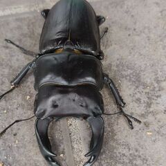 25年7月羽化　オオクワガタペア　三重県鈴鹿産F2 ♂75mm前後　♀45mm前後の画像