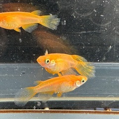 メダカ 松井鰭長紅帝 1ペア＋メスの画像