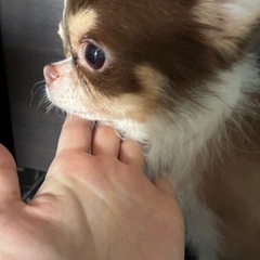 ロングコートチワワ♂8〜10才