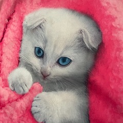 裏起毛トレーナーの画像