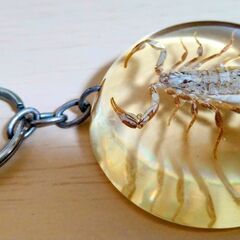 サソリ　標本　キーホルダー　琥珀色　美しい　さそり　実物　本物　の画像