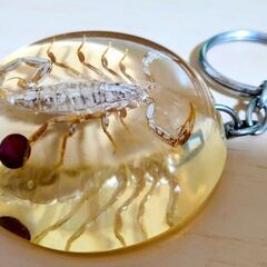サソリ　標本　キーホルダー　琥珀色　美しい　さそり　実物　本物　の画像