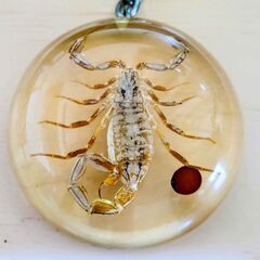 サソリ　標本　キーホルダー　琥珀色　美しい　さそり　実物　本物　の画像