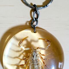 サソリ　標本　キーホルダー　琥珀色　美しい　さそり　実物　本物　の画像