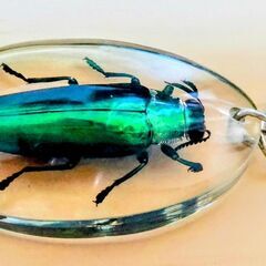 タマムシ　標本　キーホルダー　たまむし　美しい　本物　実物　玉虫　②の画像