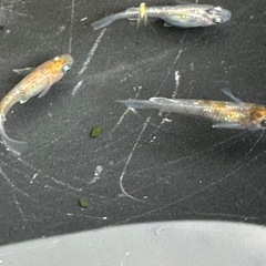 メダカ 龍炎 1ペア＋メスの画像