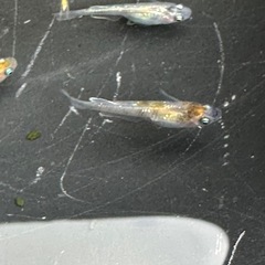 メダカ 龍炎 1ペア＋メスの画像