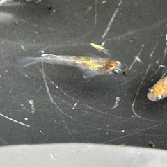 メダカ 龍炎 1ペア＋メスの画像