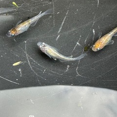 メダカ 龍炎 1ペア＋メスの画像