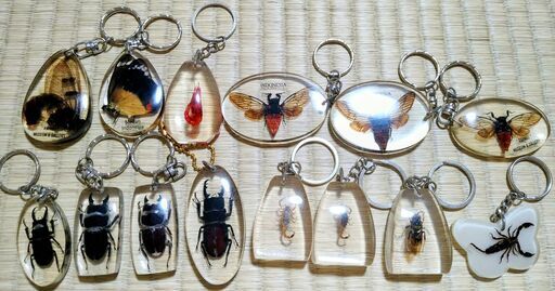 昆虫標本キーホルダー 昆虫 生き物標本 キーホルダー14点セット 本物実物 (ニフラー) 新潟の