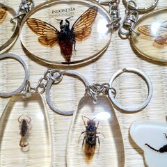 昆虫　 生き物　標本 　キーホルダー　14点セット 　本物　　実物　の画像