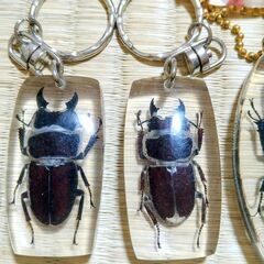 昆虫　 生き物　標本 　キーホルダー　14点セット 　本物　　実物　の画像