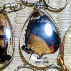 昆虫　 生き物　標本 　キーホルダー　14点セット 　本物　　実物　の画像