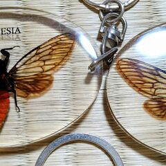 昆虫　 生き物　標本 　キーホルダー　14点セット 　本物　　実物　の画像