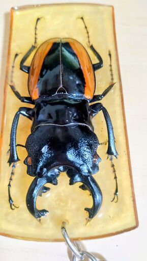 昆虫標本キーホルダークワガタ本物ツヤクワガタ実物クワガタムシ触れる