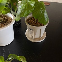 観葉植物まとめての画像