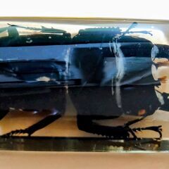 昆虫　標本　キーホルダー　クワガタムシ　本物　実物　ヒラタクワガタの画像