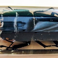 昆虫　標本　キーホルダー　クワガタムシ　本物　実物　ヒラタクワガタの画像