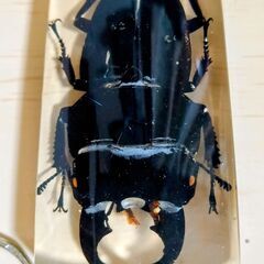 昆虫　標本　キーホルダー　クワガタムシ　本物　実物　ヒラタクワガタの画像